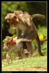 image of macaque