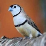 image of bird