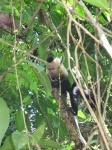 image of capuchin