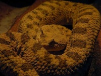 image of horned_viper