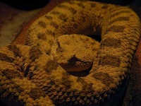 image of horned_viper #30