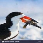 image of bird