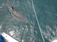 image of great_white_shark #6