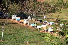 image of apiary