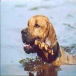 image of animal