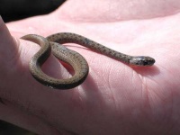 image of night_snake