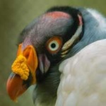 image of bird