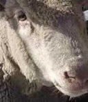 image of sheep_face #18