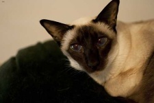 image of siamese #22