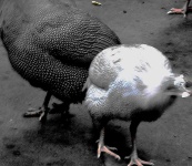 image of animal
