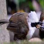image of bird