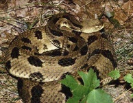 image of hognose_snake #20