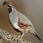 image of bird