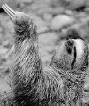 image of three_toed_sloth
