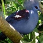 image of bird