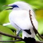 image of bird