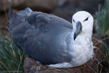 image of albatross