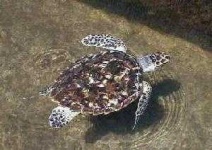 image of hawksbill