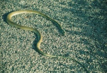 image of green_mamba