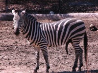 image of zebra #1