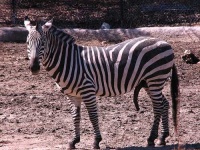 image of zebra