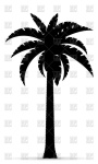 image of palm_tree #32