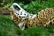image of jaguar_car