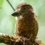 image of bird