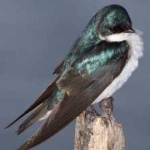 image of bird