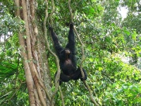 image of siamang
