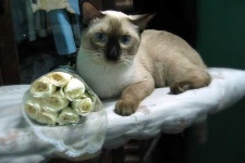 image of siamese_cat