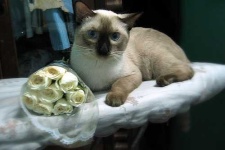 image of siamese_cat #34