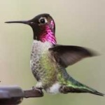 image of bird