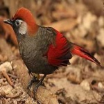image of bird