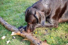 image of german_short_haired_pointer