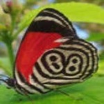 image of animal