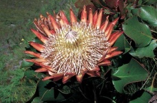 image of flower