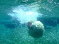 image of ice_bear