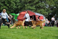 image of leonberg