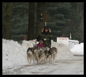 image of eskimo_dog #14