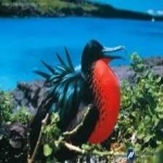 image of bird