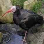 image of bird