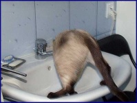 image of siamese_cat #11