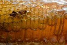 image of honeycomb #10