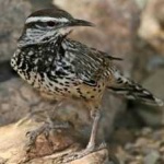 image of bird