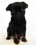 image of brabancon_griffon