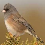 image of bird