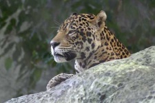 image of jaguar_car