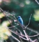 image of indigo_bunting