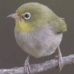image of bird